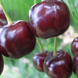 Вишня Мелитопольская десертная