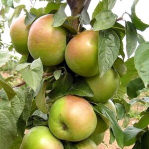 Яблоня Белана