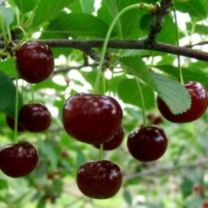Вишня Гриот Мелитопольский
