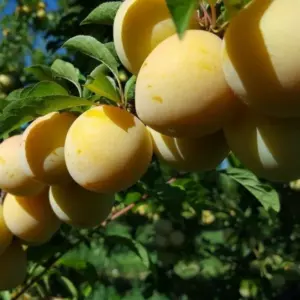 Купить саженцы Слива Ренклод Лия Слива Ренклод Лия