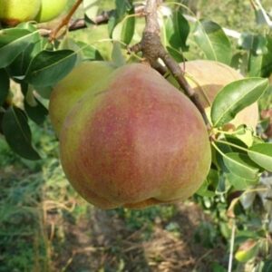 Груша Николай Крюгер