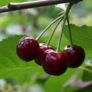Вишня Превосходная Колесниковой
