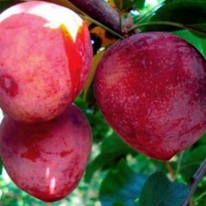 Алыча Сеянец Ракеты