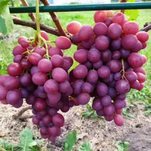 Виноград Ливия