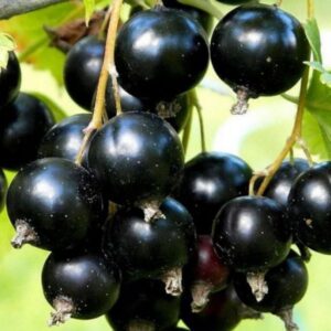 Смородина черная Подарок ветераном