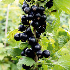 Смородина черная Cassissima Noiroma (Ноирома)