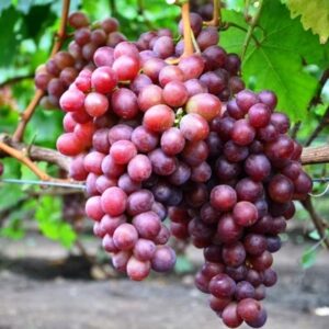 Виноград Лидия розовая