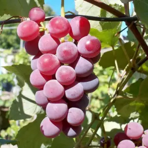Купить саженцы Виноград Лидия Виноград Лидия