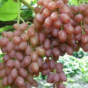 Виноград Кишмиш Премьер