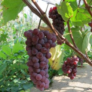 Виноград Сомерсет Сидлис