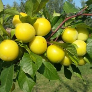 Слива Хопты Желтая
